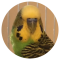 kiwi face kiwi face
