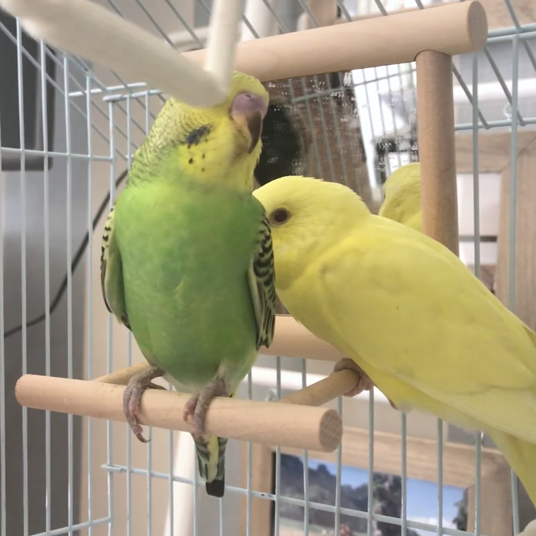 2 budgies with mirror