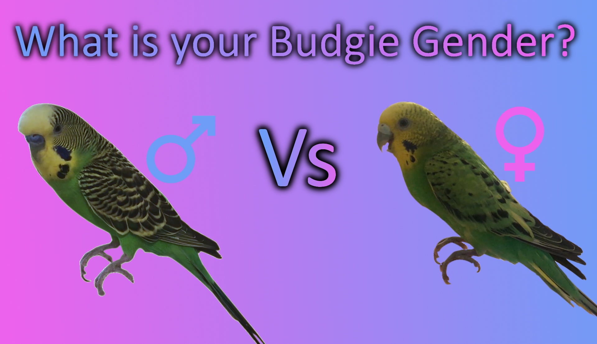 Budgie Gender Budgie World