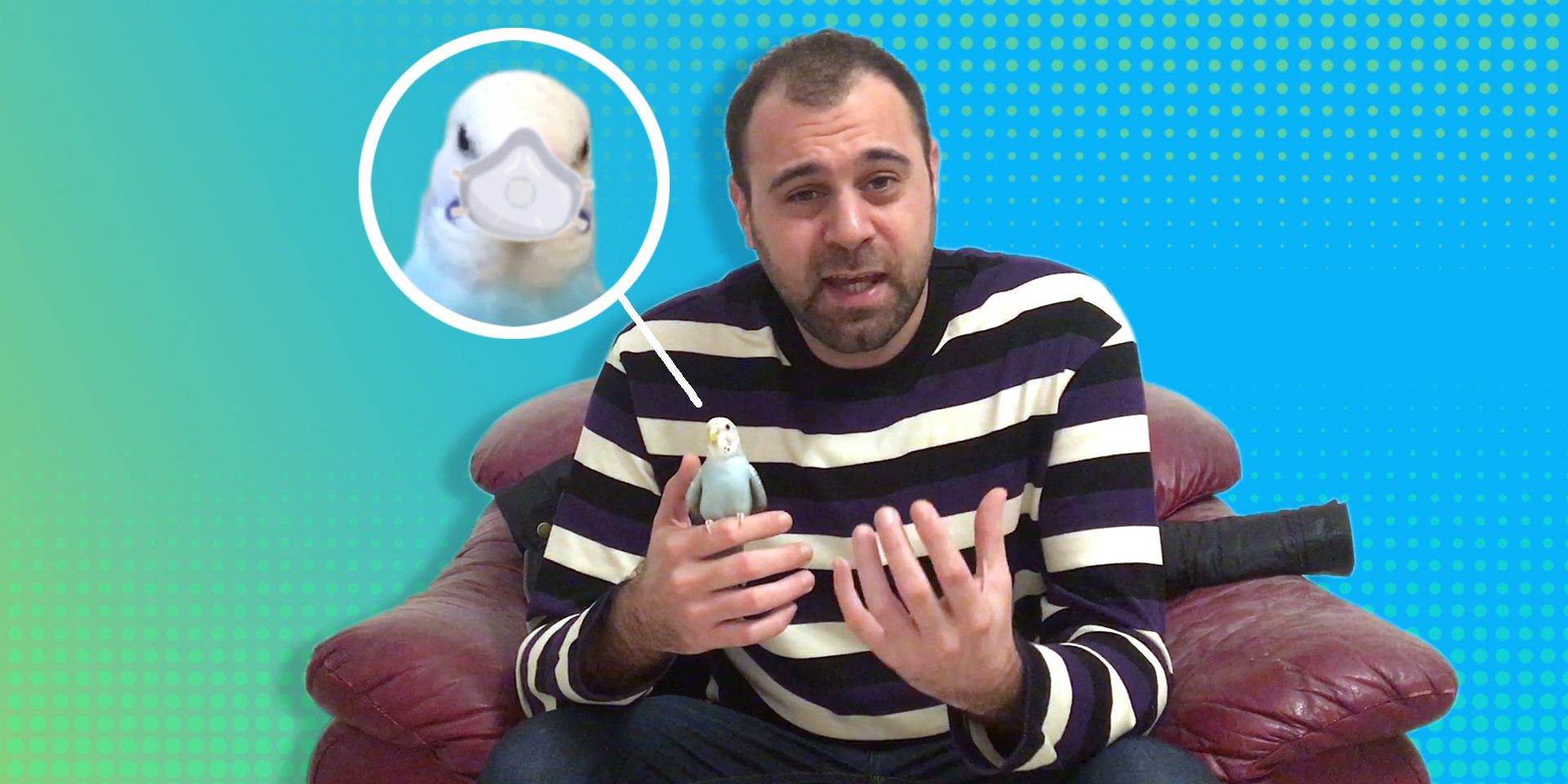 coronavirus budgie coronavirus budgie