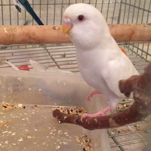 albino budgie