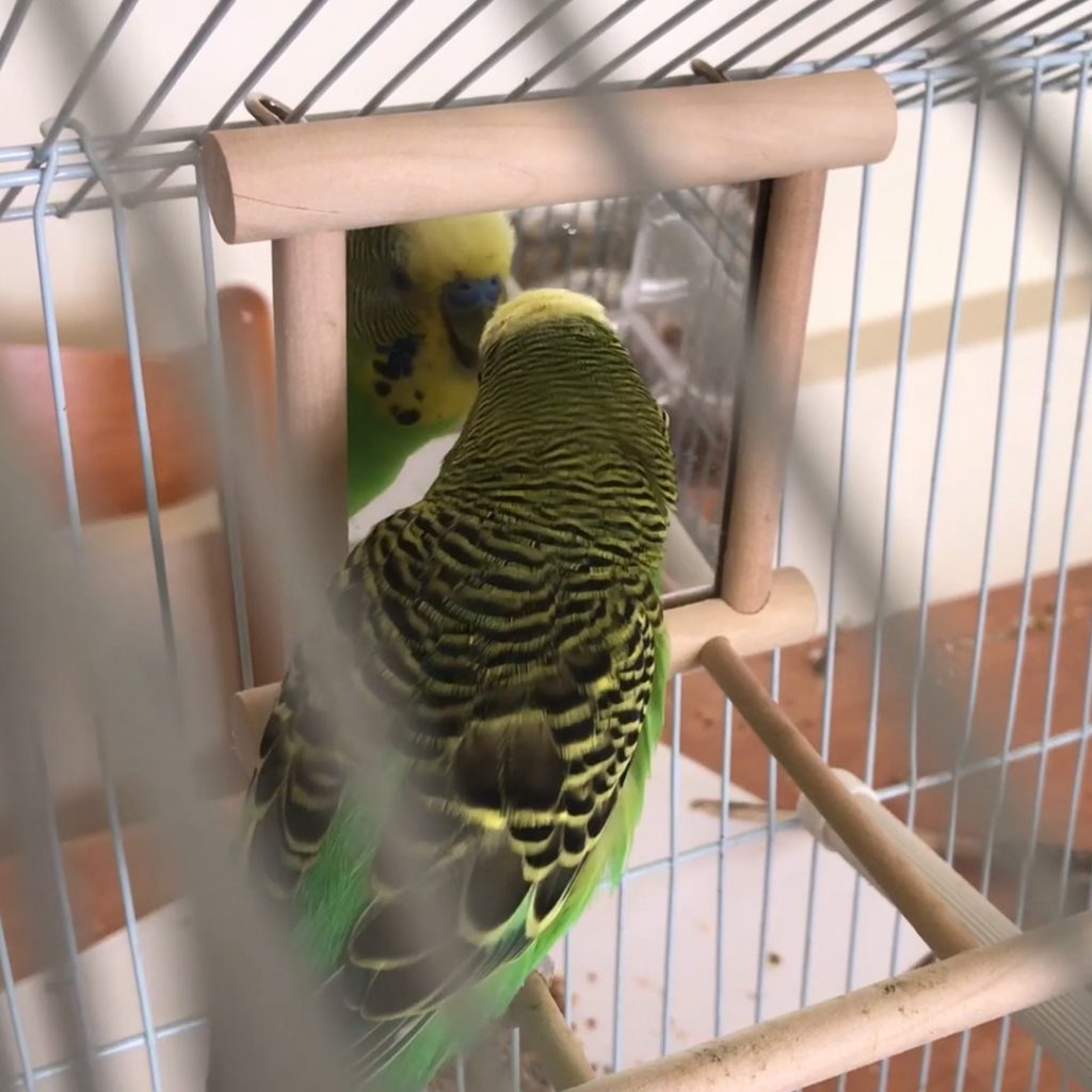 Budgie Mirrors Budgie World