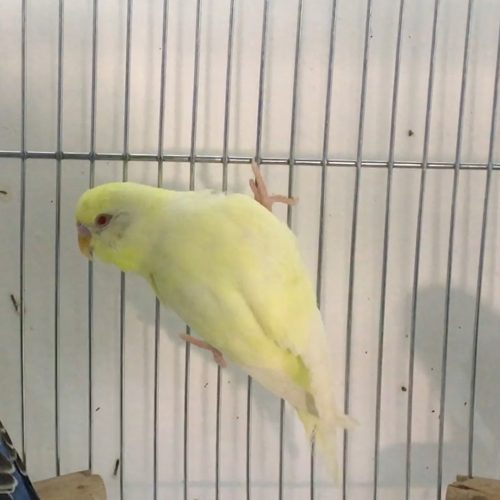 creamino budgie