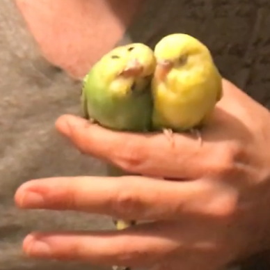 cute budgie chicks