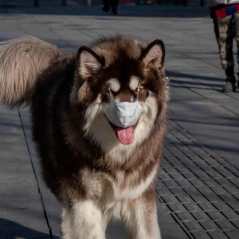 dog corona mask