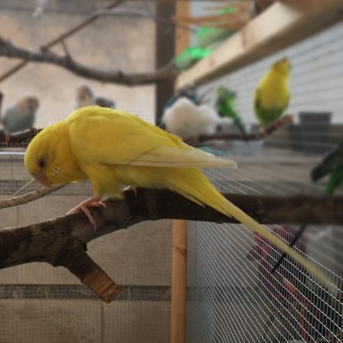 lutino budgie