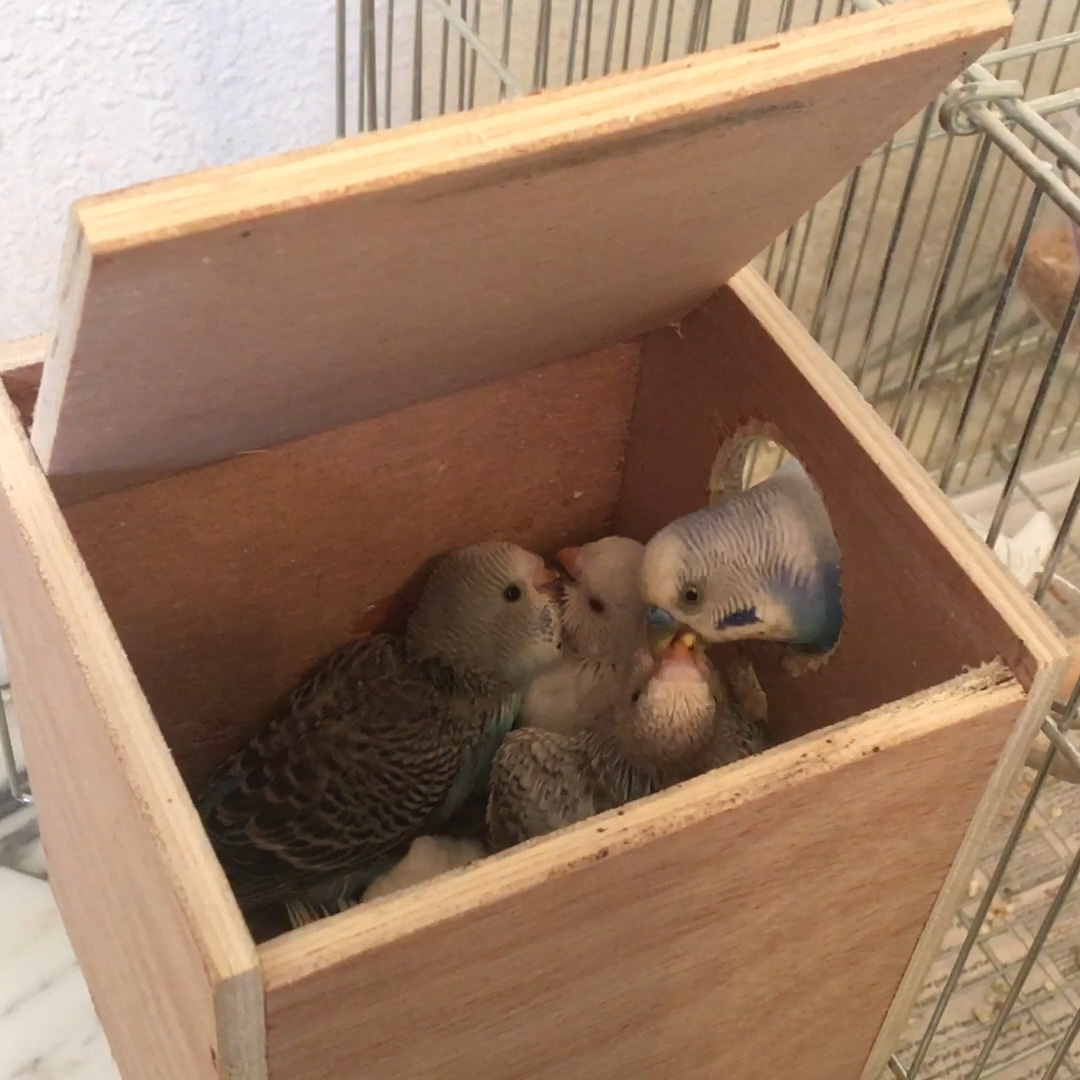 male feeding chicks