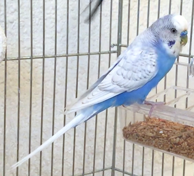 old budgie with iris ring
