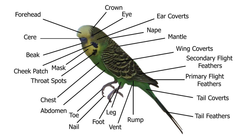 budgie typography