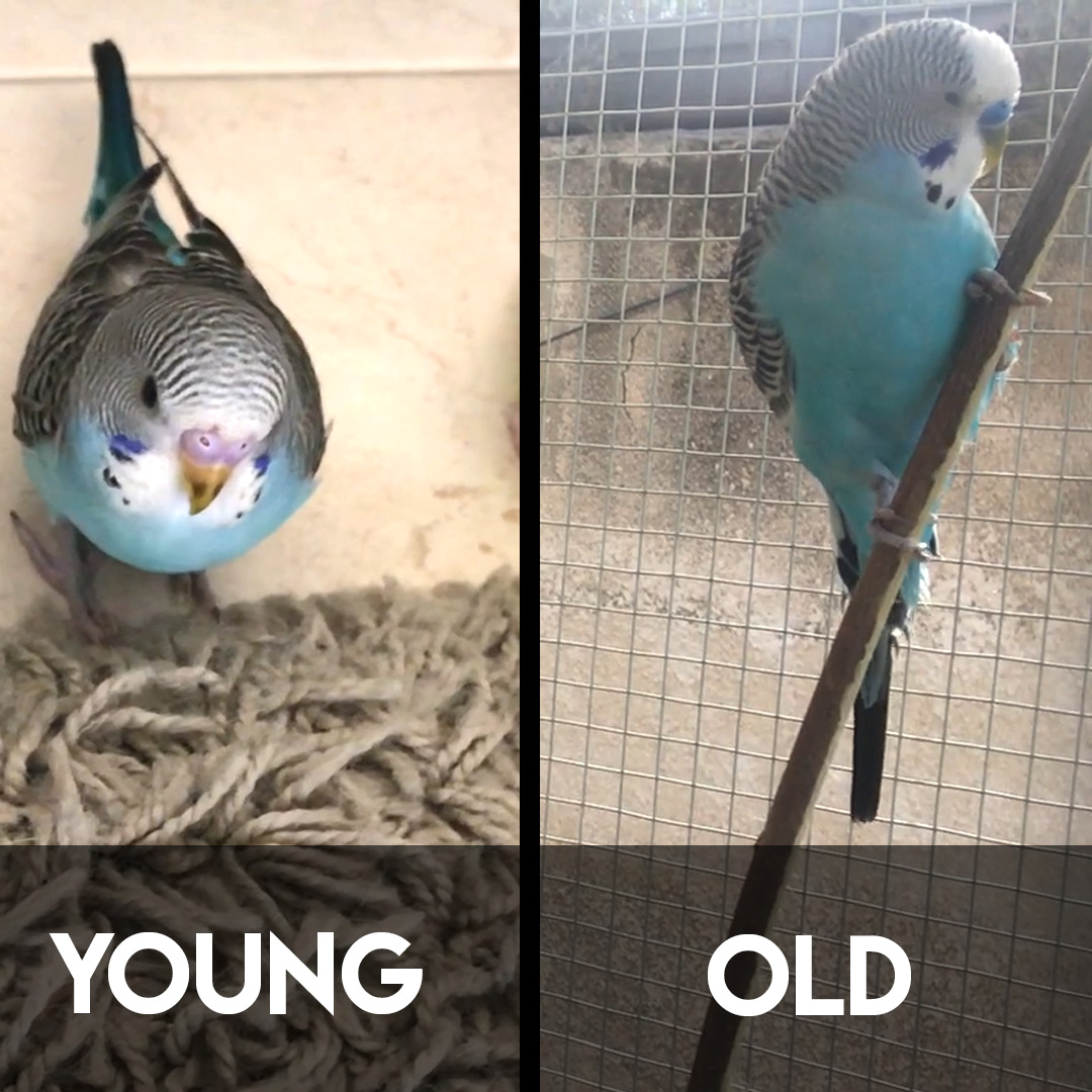 young vs old budgie