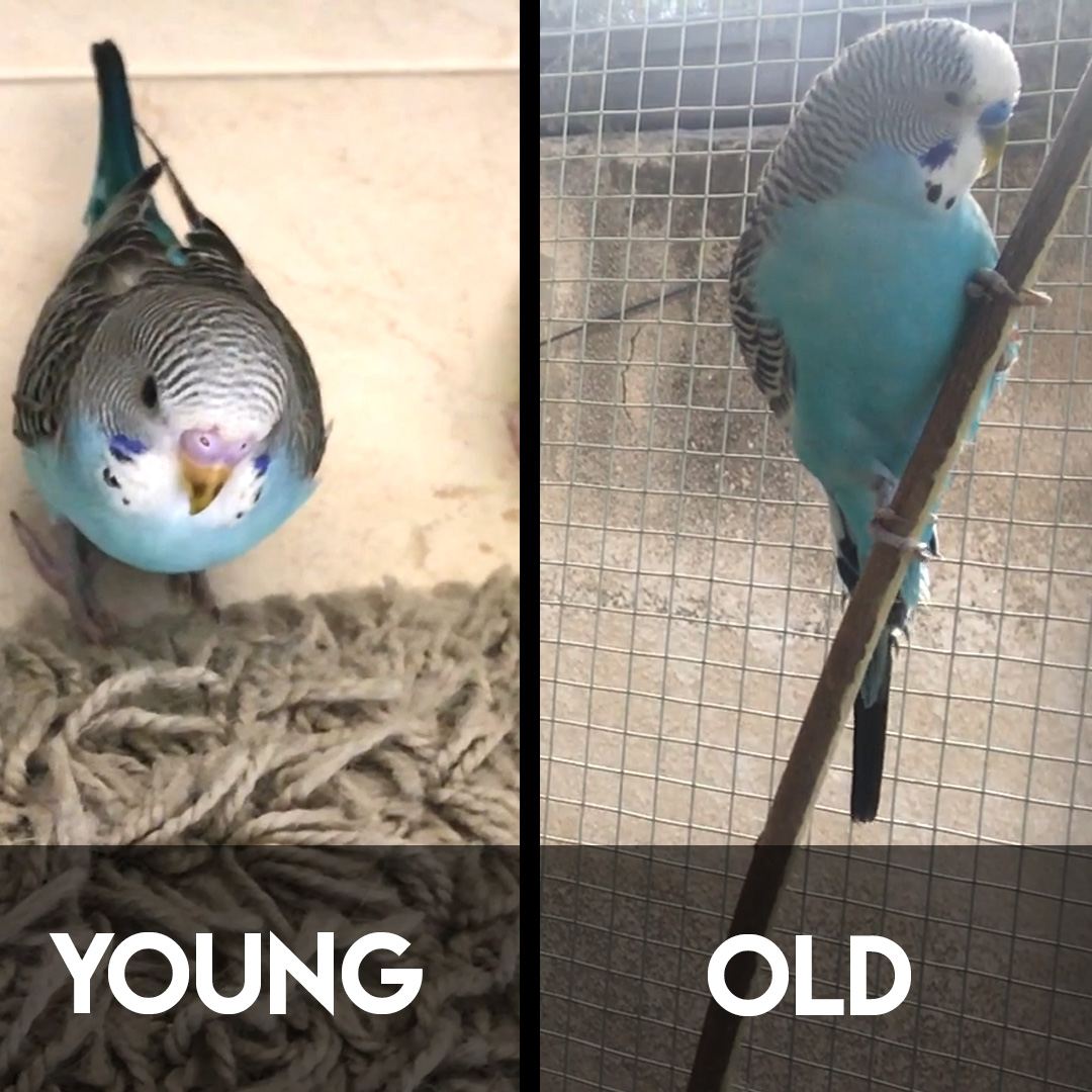 Budgie Age Budgie World budgie-age-budgie-world