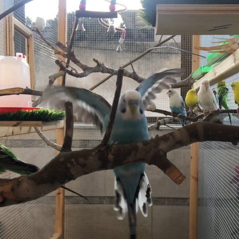 Flying budgie