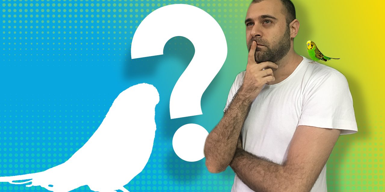 budgie wondering budgie wondering