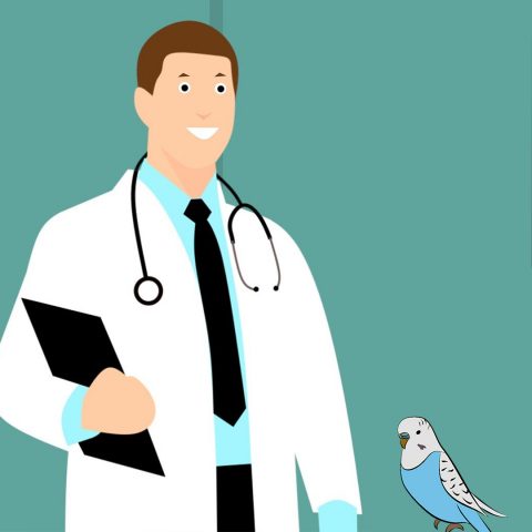 avian vet