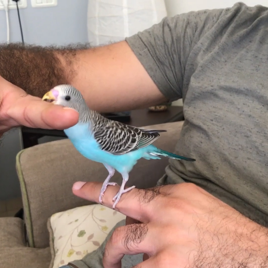 budgie climb on finger