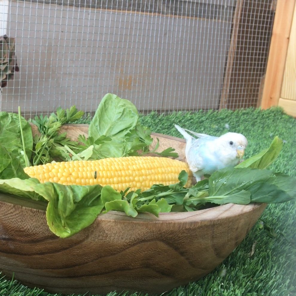 budgie eating bowl of veggie