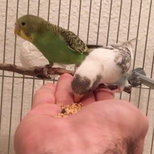 budgie eating from hand