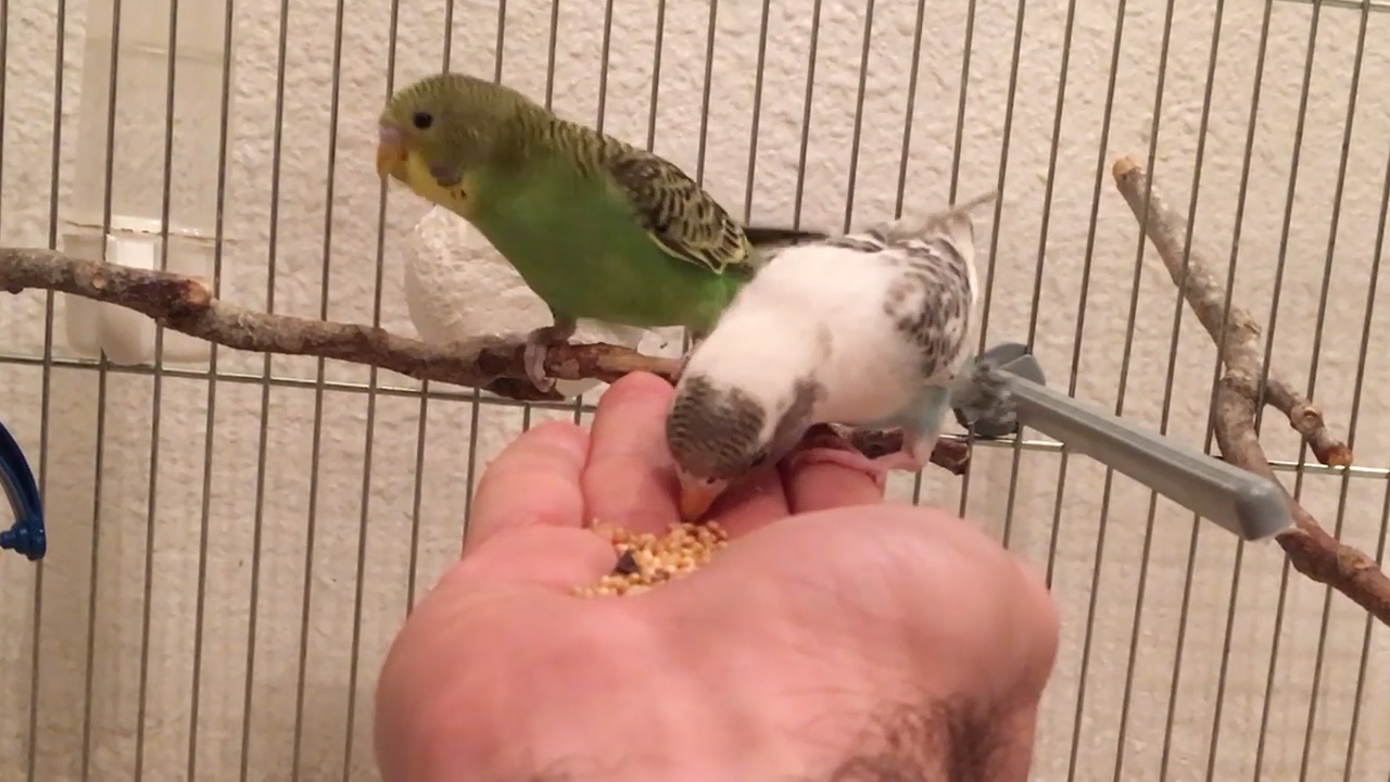 budgie eating from hand