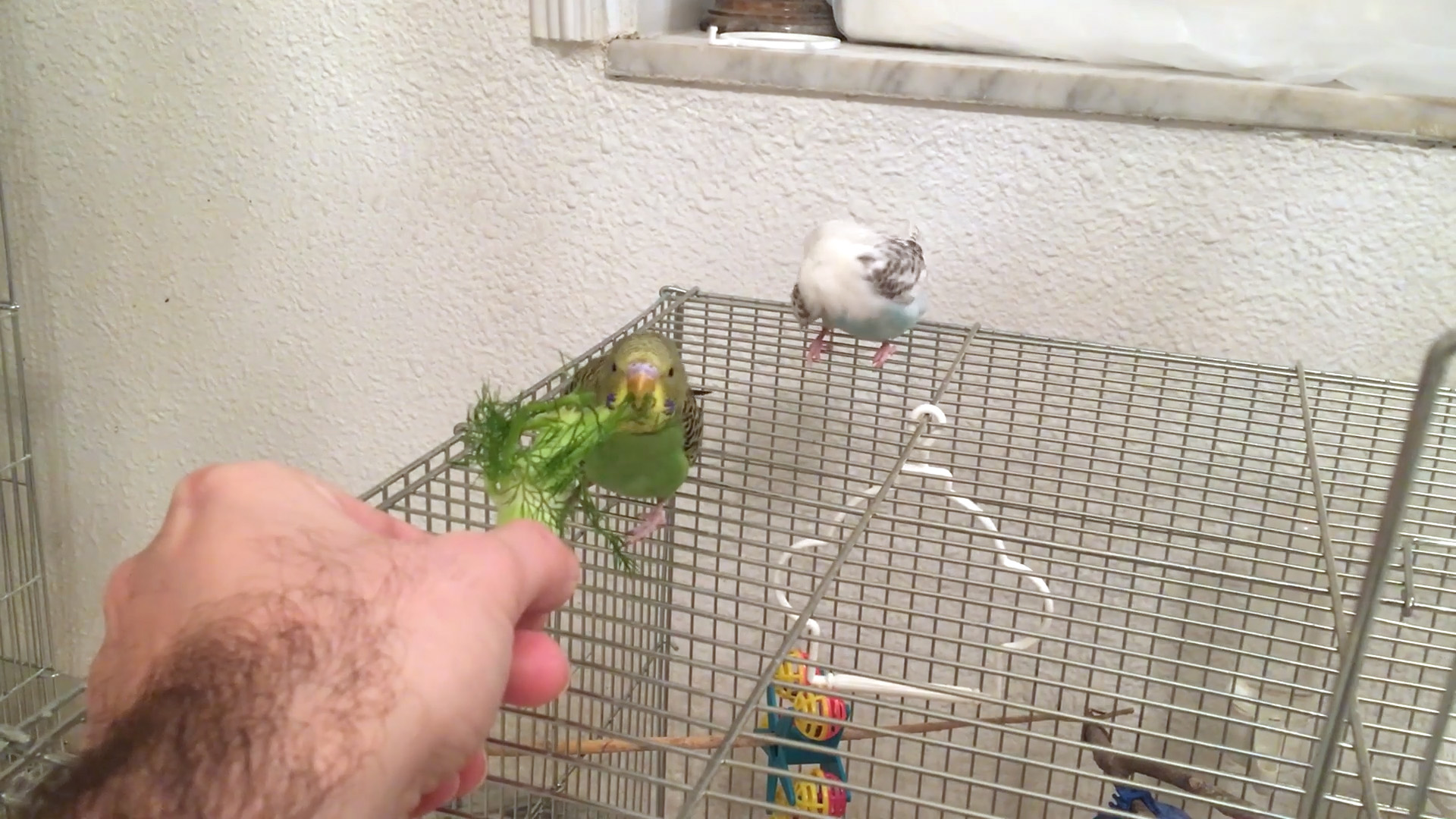 budgie eating veggie