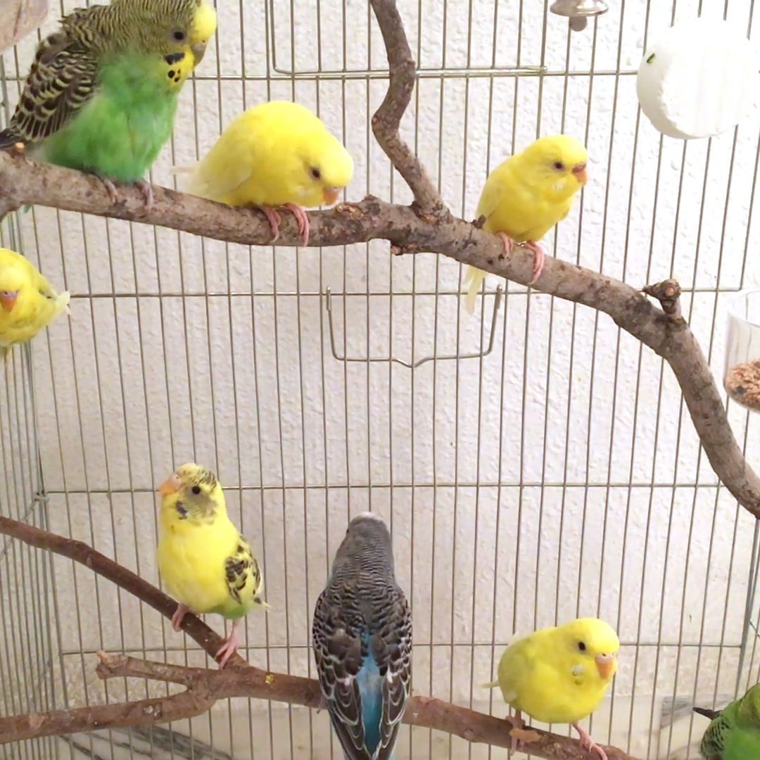 budgie flock