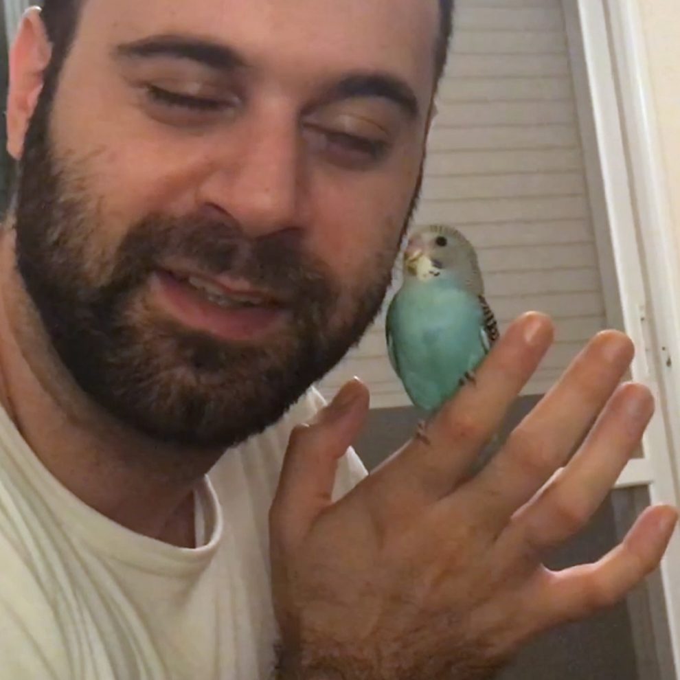 budgie next to face