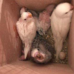 chicks in nest box