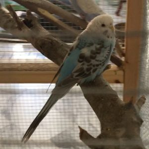 blue opaline budgie