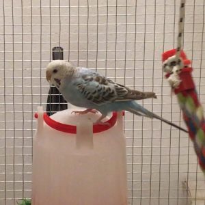 blue opaline budgie