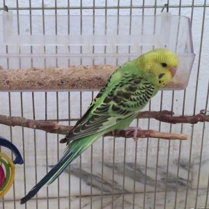 green opaline budgie