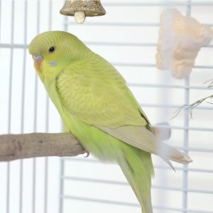 Dilute budgie