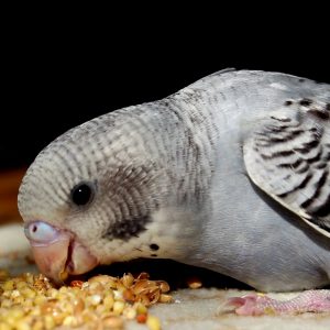 Gray eating