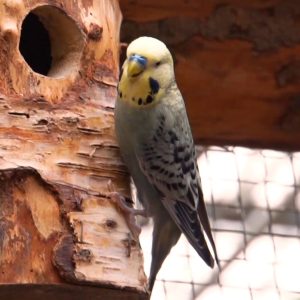 Gray yellow face