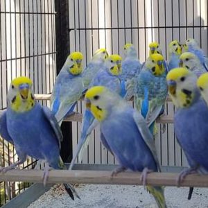 Group of Violet budgies