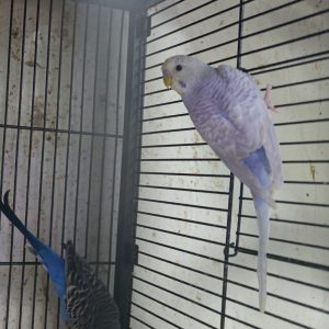 SF Violet Skyblue