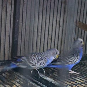 Two Violet Budgies