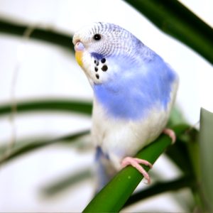 Violet SF budgie