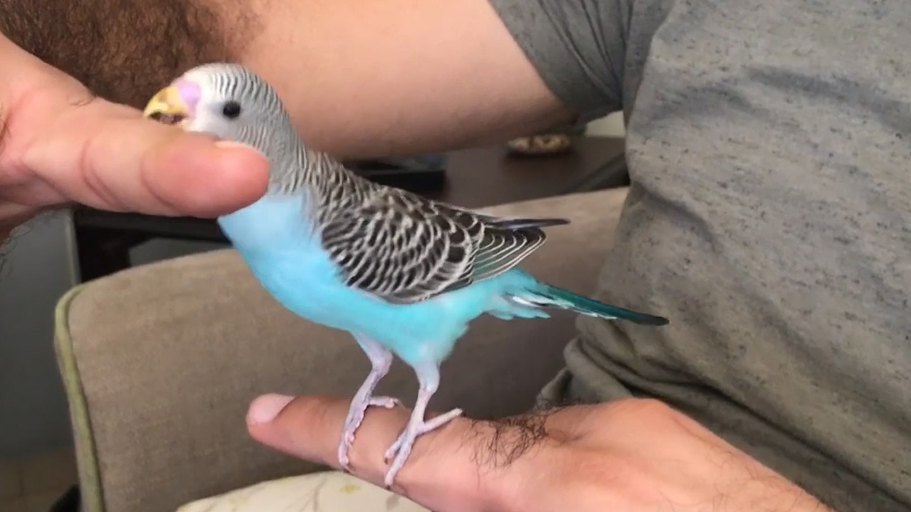 Budgie Taming and Training