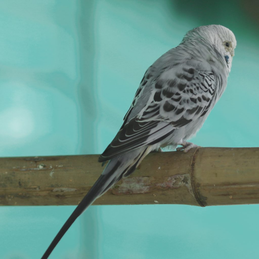 Gray Factor In Budgies Budgie World gray-factor-in-budgies-budgie-world