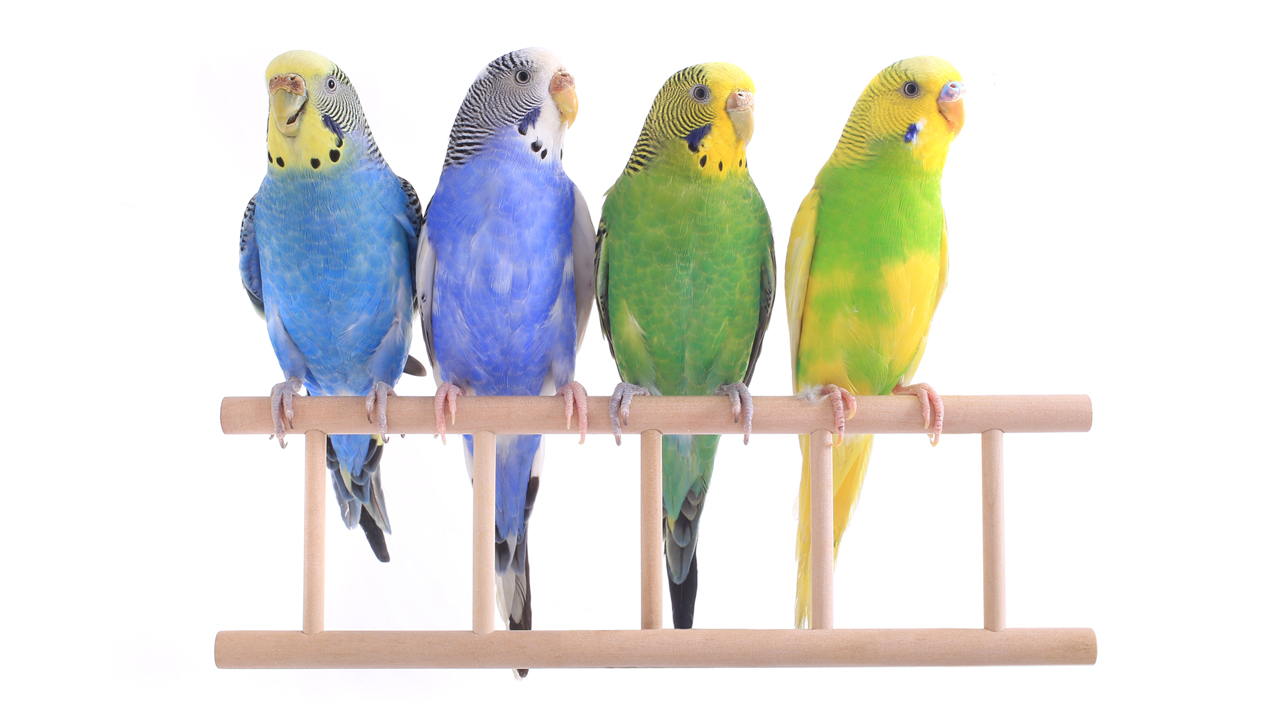 Budgie Mutations and Genetics