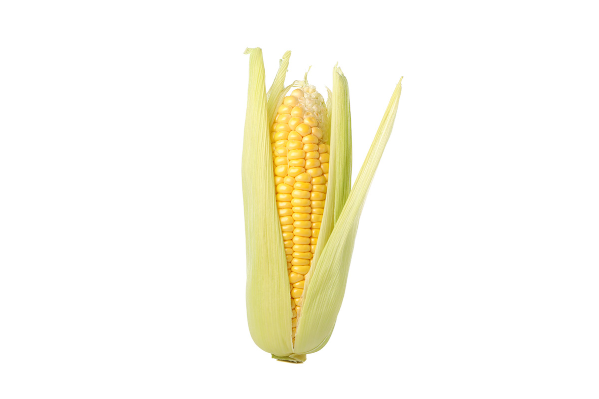 fresh-corn-still-in-the-pale-green-husk fresh-corn-still-in-the-pale-green-husk